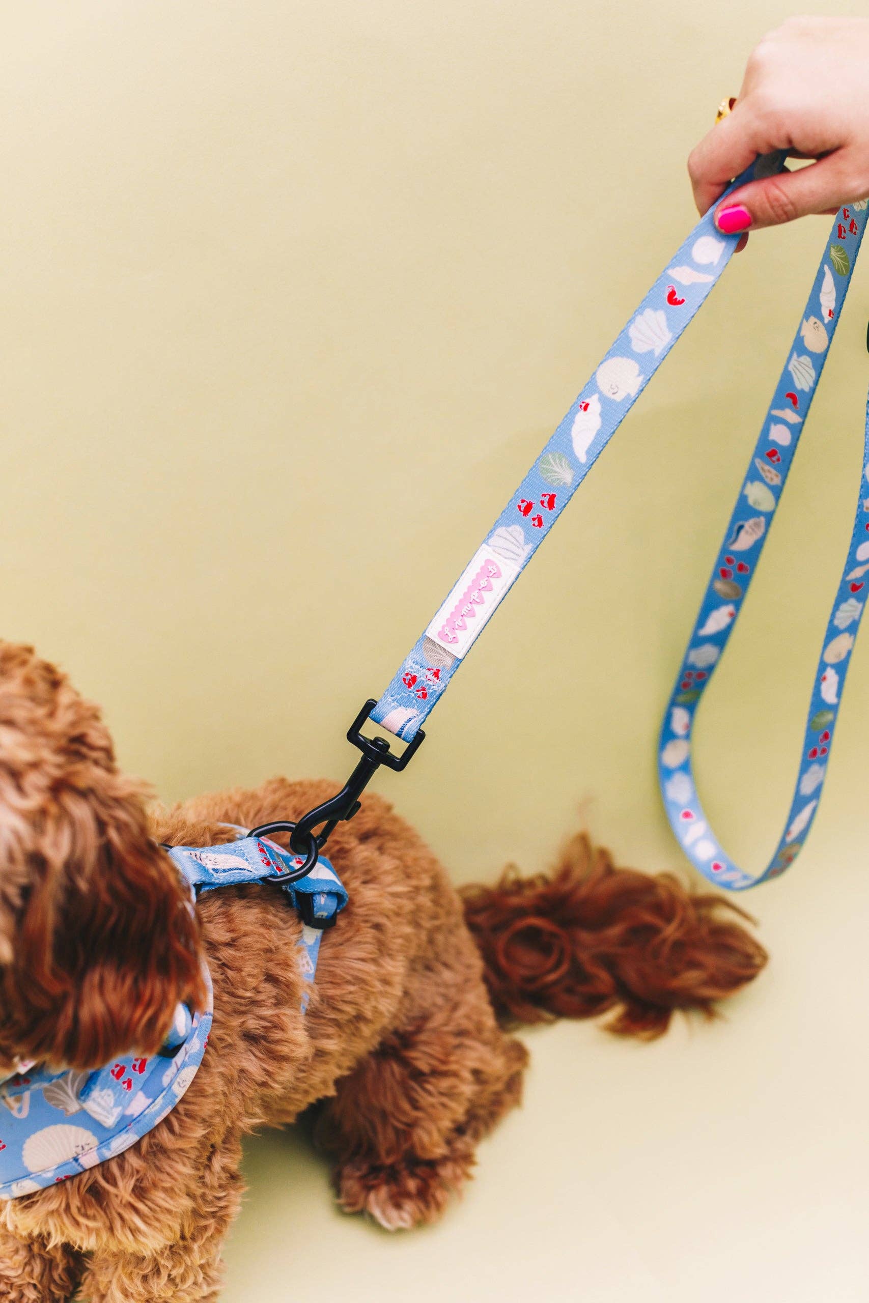 Fetch on the Beach Pet Lead