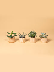 Recycled Wood Mini Planters